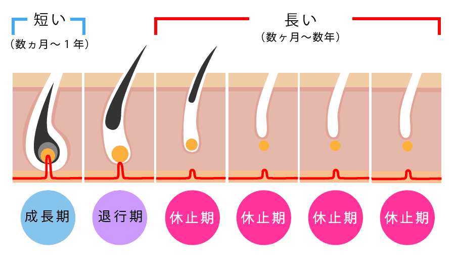 薄毛に関わるヘアサイクル